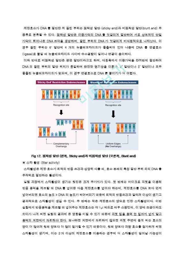 제한효소를 이용한 Restriction of DNA 결과레포트 [A+]   (10 )